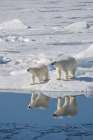 Norway, Svalbard. Reflection of polar bear sow and cub on ice. Art Print